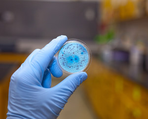 Bacteria