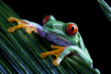 Naklejka premium Red eye frog