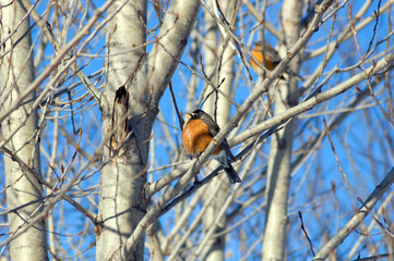 American robin