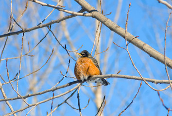 American robin
