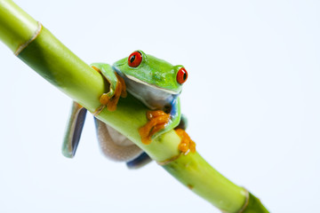 Tree frog
