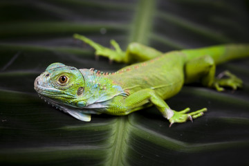 Iguana