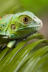 Lizard