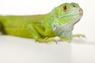 Iguana isolated on white background
