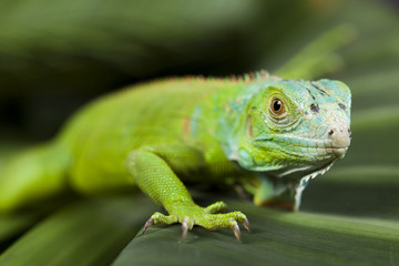 Iguana in the wild
