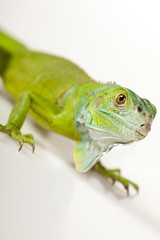 Lizard - iguana
