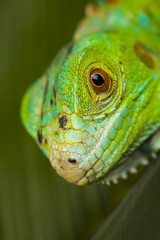Lizard - iguana