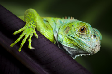 Iguana
