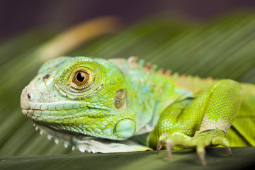 Gecko