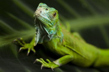 Iguana as a dragon
