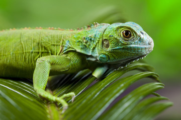 A picture of iguana - small dragon, lizard
