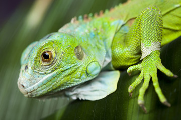 Bearded Dragon