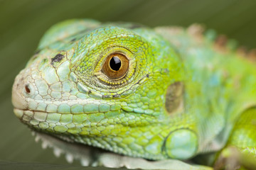 close-up on a iguana