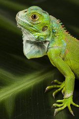 A picture of iguana - small dragon, lizard