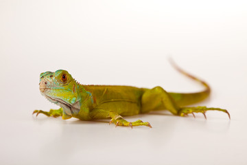 Iguana isolated on white background