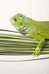 Lizard - iguana