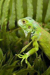Iguana in the wild