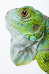 Fototapeta premium A picture of iguana - small dragon, lizard, gecko