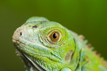 close-up on a iguana