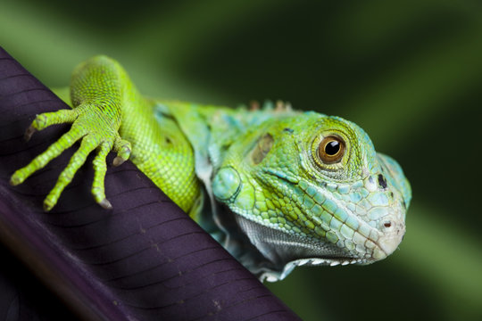 A picture of iguana - small dragon, lizard