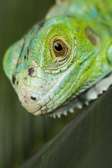 Iguana in the wild