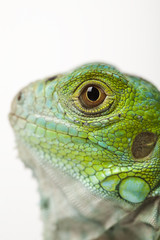 Iguana isolated on white background