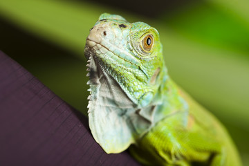 Iguana in the wild