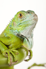 Fototapeta premium Iguana isolated on white background