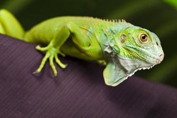 Gecko
