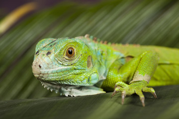 Gecko
