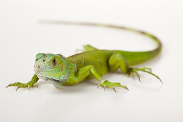 Iguana as a dragon