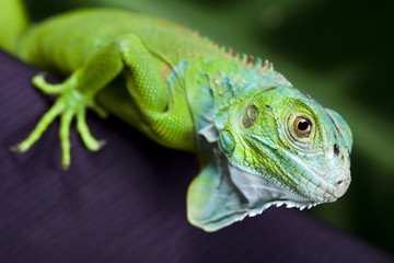 Bearded Dragon