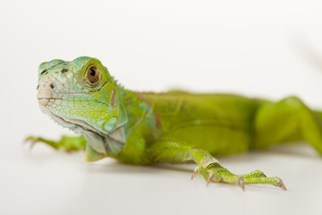 Iguana as a dragon
