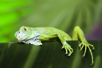 Iguana in the wild