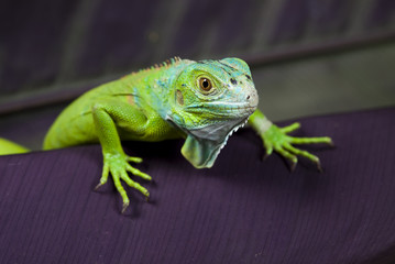close-up on a iguana