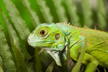 Iguana in the wild