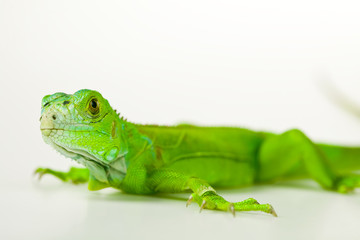 Iguana isolated on white background