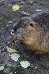Nutria