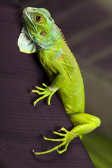 Iguana