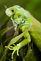 Iguana in the wild