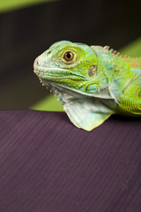 close-up on a iguana