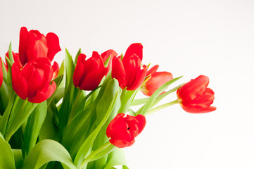 Rote Tulpen