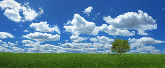 Obraz na płótnie Canvas Lonely tree on a green field (XXXLarge)