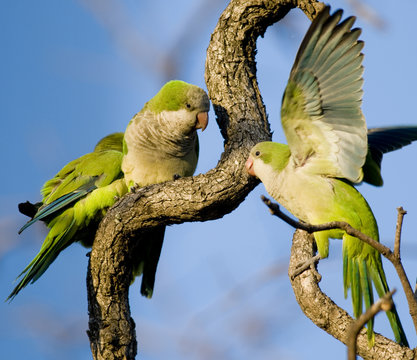 Monk Parakeets