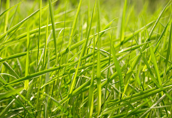 Green grass background