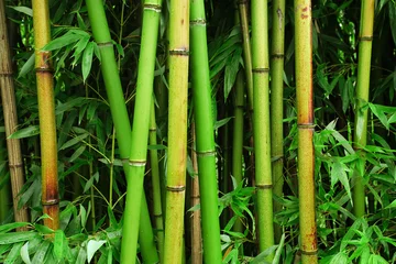 Foto op Plexiglas Bamboe Bamboo Bos