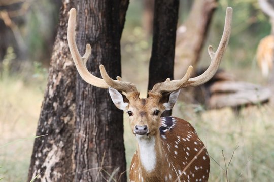 cerf axis cheetal inde