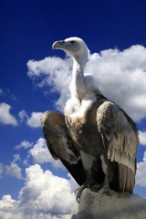 Vautour