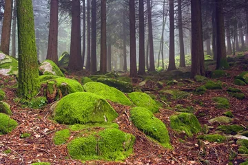  Green woods © Zacarias da Mata