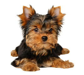 Puppy of the Yorkshire Terrier isolated on the white background